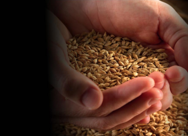 Malted Irish Barley, Un-malted Irish barley, and Irish Barra Oats